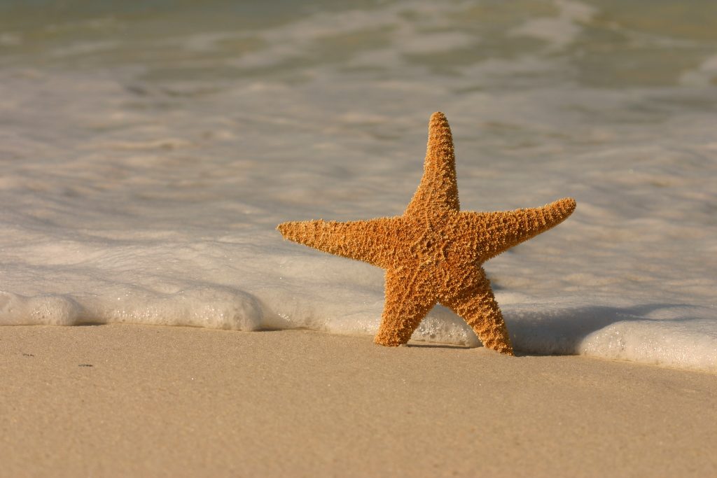 Starfish in the sand